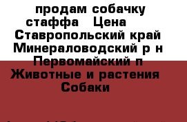 продам собачку стаффа › Цена ­ 0 - Ставропольский край, Минераловодский р-н, Первомайский п. Животные и растения » Собаки   